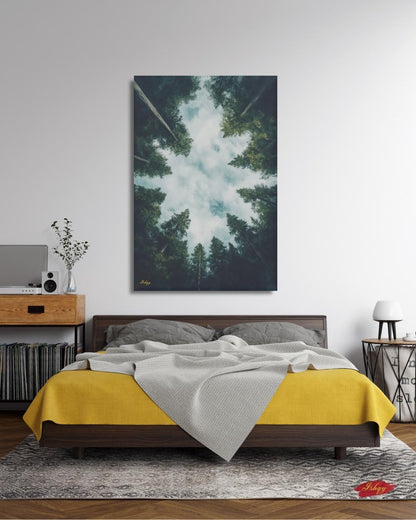 Forest Wall Art, Looking Up Trees Print, Redwood Canopy Canvas, Moody Nature Landscape, Pine Tree Sky View, Large Wall Decor Gift, Cabin Art